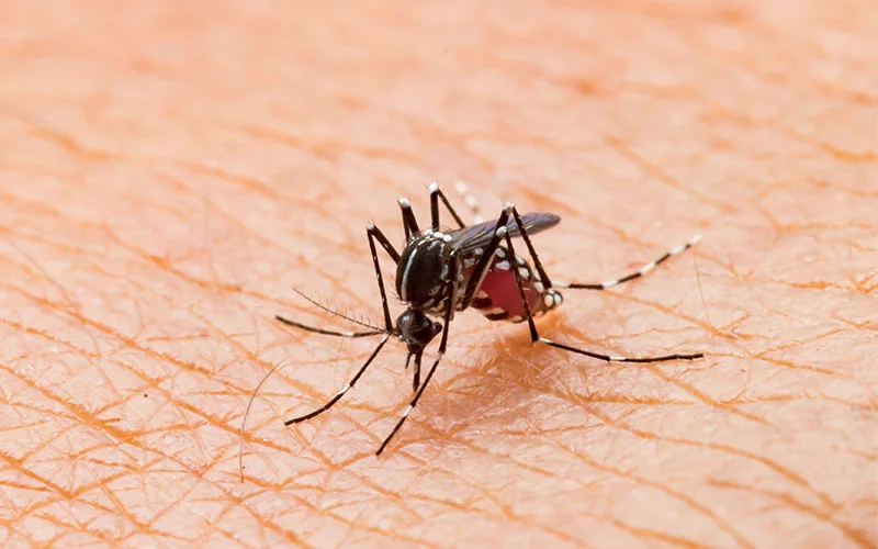 Mosquito
